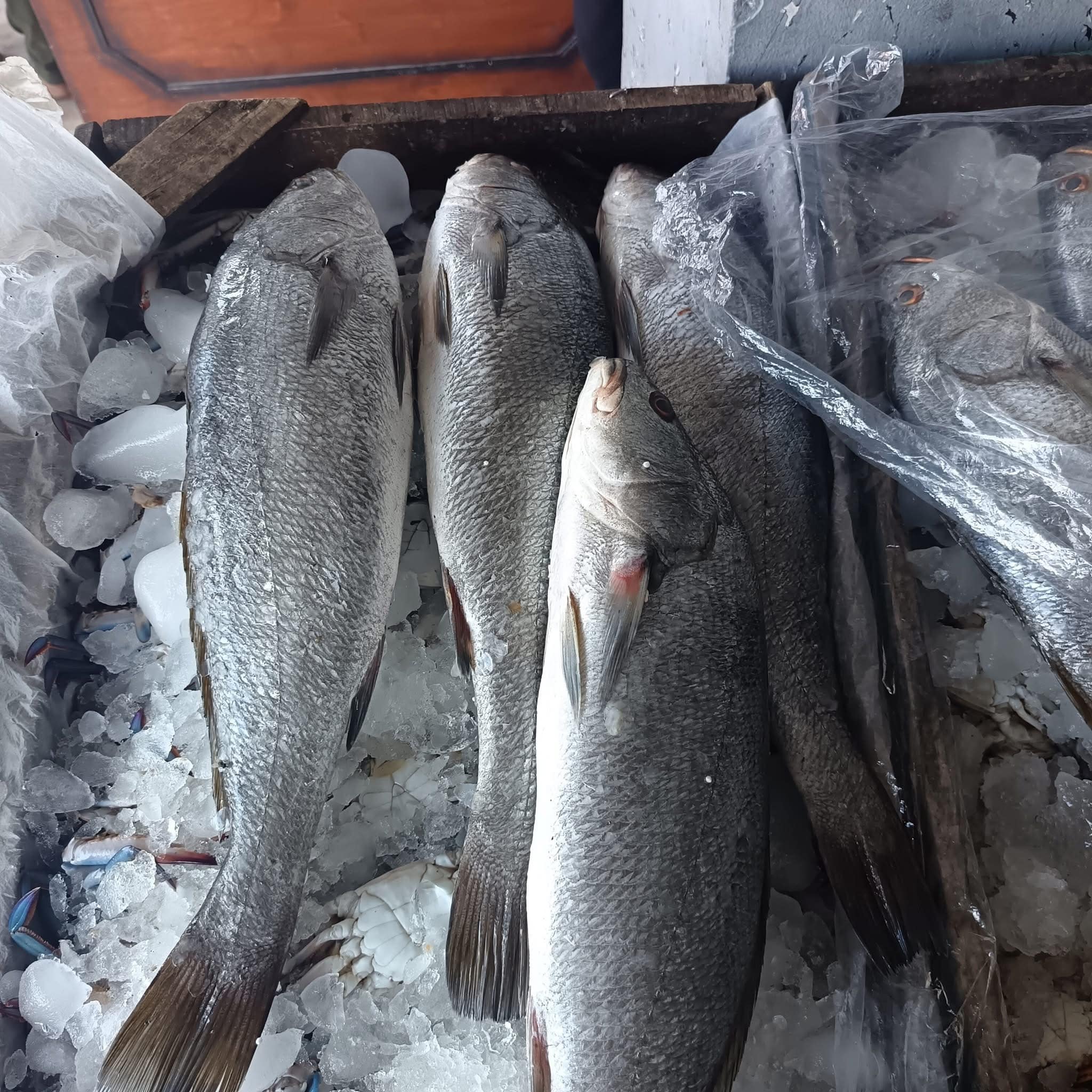 Fresh shrimp harvest at Ghalyoun